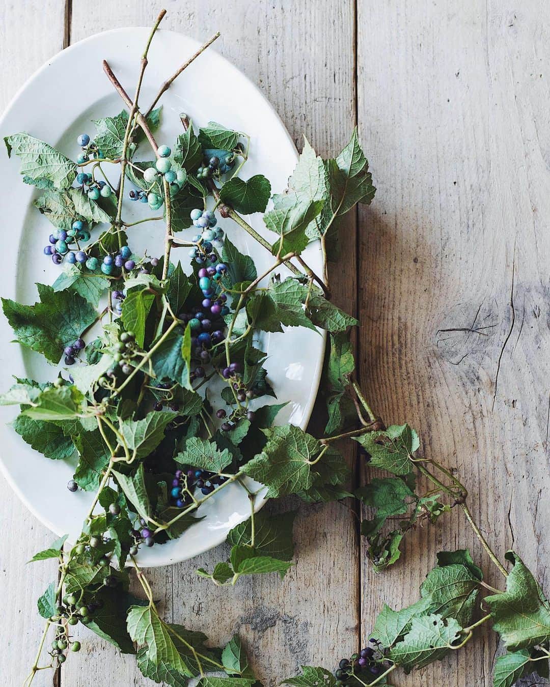 増田由希子さんのインスタグラム写真 - (増田由希子Instagram)「These berries have amazing colors💙 #porcelainberries #fallfavorite #Ampelopsisbrevipedunculat  「野葡萄」 その実は緑色から、紫、ピンク、青、群青とカラフルな色に変化します。秋の野を彩る美しい植物#野葡萄」10月5日 21時34分 - nonihana_