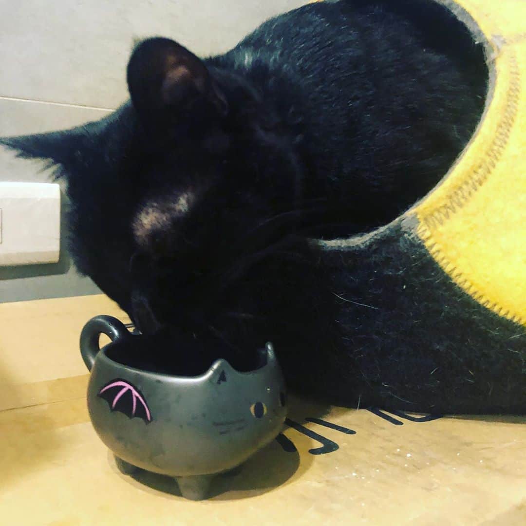 黃阿瑪的後宮生活さんのインスタグラム写真 - (黃阿瑪的後宮生活Instagram)「奴才：「用黑貓馬克杯給黑貓Socles喝水，好黑的畫面。」#黑貓 #Socles #fumeancats #黃阿瑪的後宮生活」10月5日 21時35分 - fumeancat