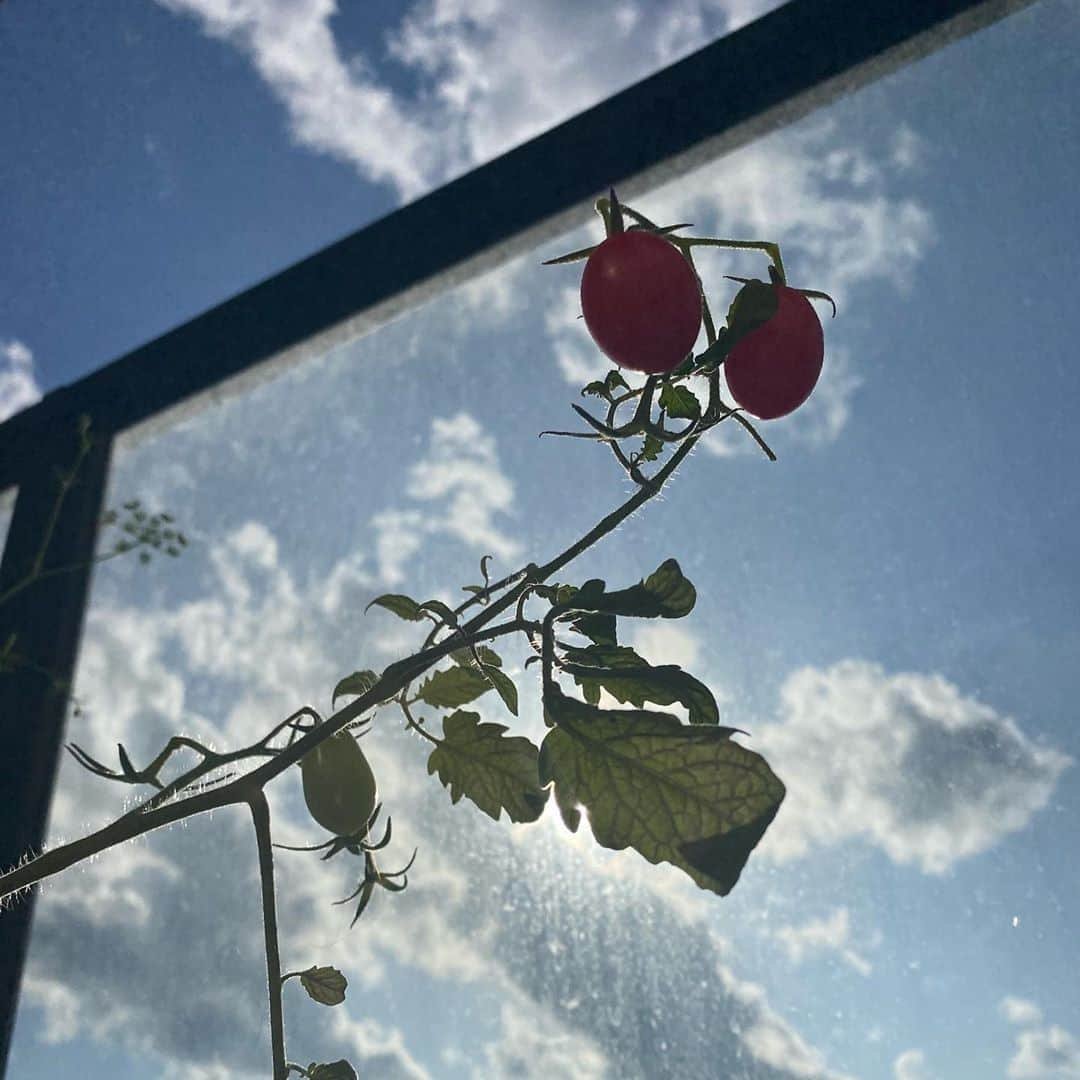 佐藤彩さんのインスタグラム写真 - (佐藤彩Instagram)「我が家の家庭菜園🍅  今日は皆さんから家庭菜園の成功談、失敗談… いろいろとお聞きしました😊 ありがとうございます✨ . . 我が家のベランダ菜園では…  🌶唐辛子🌶 先月ようやく花が咲き始め… 実になりそうな予感…😳！ 雪が降る前に頑張ってほしい🥺  ちなみに、唐辛子は種類違いでプランターに植えているのですが… 大きく育っている方の花は咲かず…😵 現状、葉っぱを育てているだけの状態です🌱笑 実りの秋…頑張って〜🥺🌶 . . 🍅ミニトマトのアイコ🍅 まだ地味に花が咲いていて、この後さらに実るかも？！ ちょっと期待🥺 . . 🌿バジル🌿 葉っぱは小さくなってきたけれど。 一度バジルソースを作ったあとも、まだ葉をつけています🥺 先日は、十勝のチーズ工房のモッツァレラチーズに合わせてカプレーゼに🍅🌿  これがめちゃくちゃ美味しくて…😆💕 また自分の家にハーブがある幸せを噛みしめていました🥺  今週は朝晩の冷え込みが厳しい日もあるようですが🥺 皆さん、そして野菜たちも元気に過ごせますように✨  #家庭菜園 #ベランダ菜園 #家庭菜園初心者  #プランター菜園  #ミニトマト #アイコ #また花咲いた #唐辛子 #ひとつは葉っぱだけ #もうひとつ #やっと花咲いた #実ってほしい  #バジル #カプレーゼ #モッツァレラ #最高 #大好き #HBC #北海道放送 #アナウンサー #佐藤彩」10月5日 21時35分 - hbc_ayasato