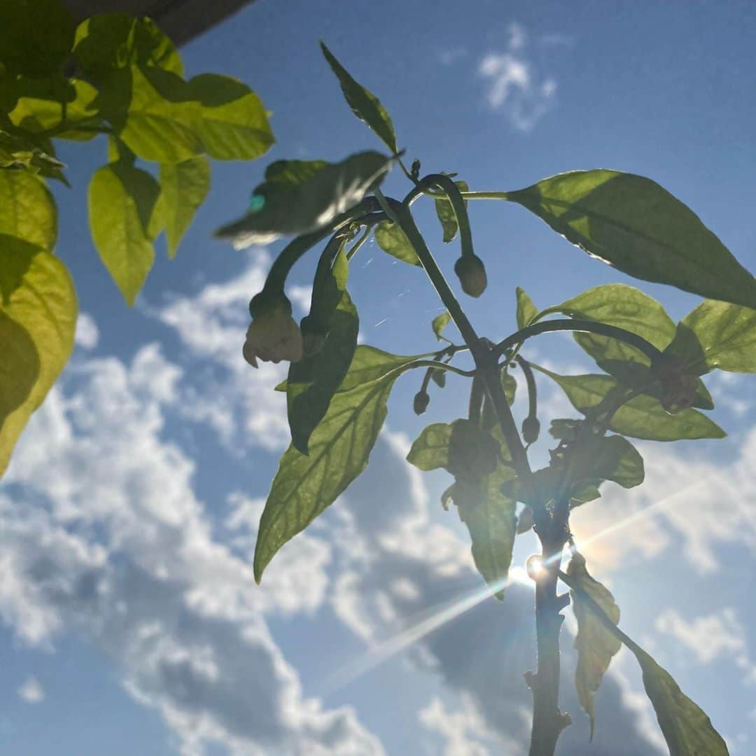 佐藤彩さんのインスタグラム写真 - (佐藤彩Instagram)「我が家の家庭菜園🍅  今日は皆さんから家庭菜園の成功談、失敗談… いろいろとお聞きしました😊 ありがとうございます✨ . . 我が家のベランダ菜園では…  🌶唐辛子🌶 先月ようやく花が咲き始め… 実になりそうな予感…😳！ 雪が降る前に頑張ってほしい🥺  ちなみに、唐辛子は種類違いでプランターに植えているのですが… 大きく育っている方の花は咲かず…😵 現状、葉っぱを育てているだけの状態です🌱笑 実りの秋…頑張って〜🥺🌶 . . 🍅ミニトマトのアイコ🍅 まだ地味に花が咲いていて、この後さらに実るかも？！ ちょっと期待🥺 . . 🌿バジル🌿 葉っぱは小さくなってきたけれど。 一度バジルソースを作ったあとも、まだ葉をつけています🥺 先日は、十勝のチーズ工房のモッツァレラチーズに合わせてカプレーゼに🍅🌿  これがめちゃくちゃ美味しくて…😆💕 また自分の家にハーブがある幸せを噛みしめていました🥺  今週は朝晩の冷え込みが厳しい日もあるようですが🥺 皆さん、そして野菜たちも元気に過ごせますように✨  #家庭菜園 #ベランダ菜園 #家庭菜園初心者  #プランター菜園  #ミニトマト #アイコ #また花咲いた #唐辛子 #ひとつは葉っぱだけ #もうひとつ #やっと花咲いた #実ってほしい  #バジル #カプレーゼ #モッツァレラ #最高 #大好き #HBC #北海道放送 #アナウンサー #佐藤彩」10月5日 21時35分 - hbc_ayasato