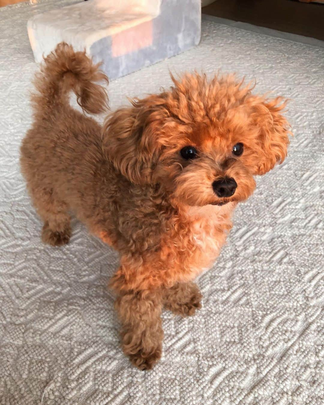 Julia Castroさんのインスタグラム写真 - (Julia CastroInstagram)「Happy Happy Birthday Noelくん🐶👑🧡🧡🧡🧡🧡🧡🧡 本日10/5は愛してやまないノエルくんのお誕生日です。 まだ1歳なので丸々1年一緒に過ごしたわけじゃないけど、約10ヶ月の間だけで思い出がたーーーくさん出来ました！！！ そしてここまで元気に健康に育ってくれてよかった🧡 毎日癒しと幸せを与えてくれて、時にわがままになって大変な時もあるけど、毎日一緒に過ごせてることが幸せすぎる！！！ ノエルを産んでくれたお母さん犬、本当にありがとう♡ お陰で私はノエルに出会えました。 これからも家族4人で思い出沢山作って幸せに暮らして行こうね！ 1歳おめでとう🐶👑 (お祝いはこれからです♡) . #Noelくん #mybaby #puppy #maltipoo  #happybirthday  #1yearsold #birthday #maltese #toypoodle  #dog #babydog  #happyanniversary  #cutedog #sweet #お誕生日 #おめでとう #マルプー #愛犬 #1歳 #1歳のお誕生日 #子犬 #子犬から成犬へ #愛おしい #家族 #誕生日 #おめでたい日」10月5日 21時40分 - julia.c.0209