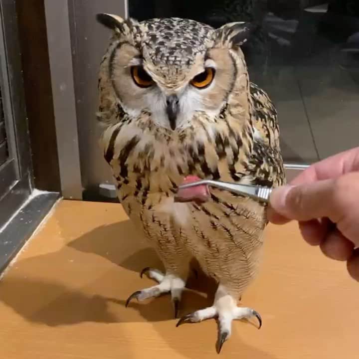 GEN3 Owlのインスタグラム：「お肉大好き❤でも大きいのはちょっと苦手です…。 He loves meat.  But he can't eat big meat well ... #owl #owlgaru」