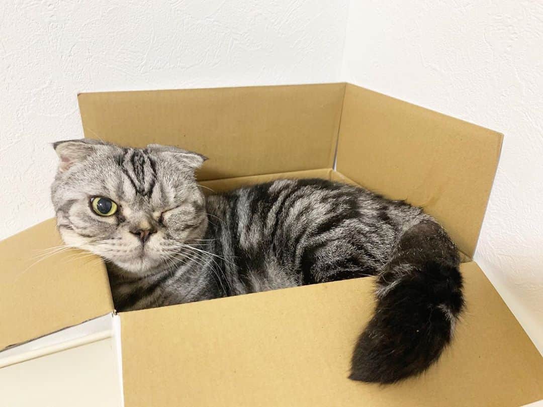 Shishi-maruのインスタグラム：「GOOD NIGHT:) また明日😄 ーーーーーーーーーーーーー 🌺「渋ネコ ししまるさん」ねこのきもちWEB MAGAZINE にて毎週金曜日エッセイの連載中 ーーーーーーーーーーー 📕「ぷっちねこ。」「3匹のちいさな猫を召喚できたなら」「ちいさな猫を召喚できたなら」徳間書店より単行本発売中 ーーーーーーーーーーー ⭐︎ねこ漫画→@tacos_cat 🌺Twitter →@taco_emonemon ーーーーーーーーーーー」