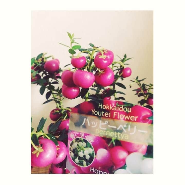 近藤笑菜さんのインスタグラム写真 - (近藤笑菜Instagram)「最近、我が家に迎えた子🌱 しんじゅの木。別名ハッピーベリー🍓なんて素敵な名前～かわええ～～♡ 初盆栽でドキドキだけども。大切に大切に育てるよ。 #真珠の木 #ハッピーベリー」10月5日 21時56分 - emina_kondo