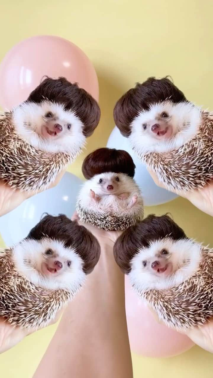 ダーシーのインスタグラム：「🐨🐨🐨🐨🐨🎙🎶✨」