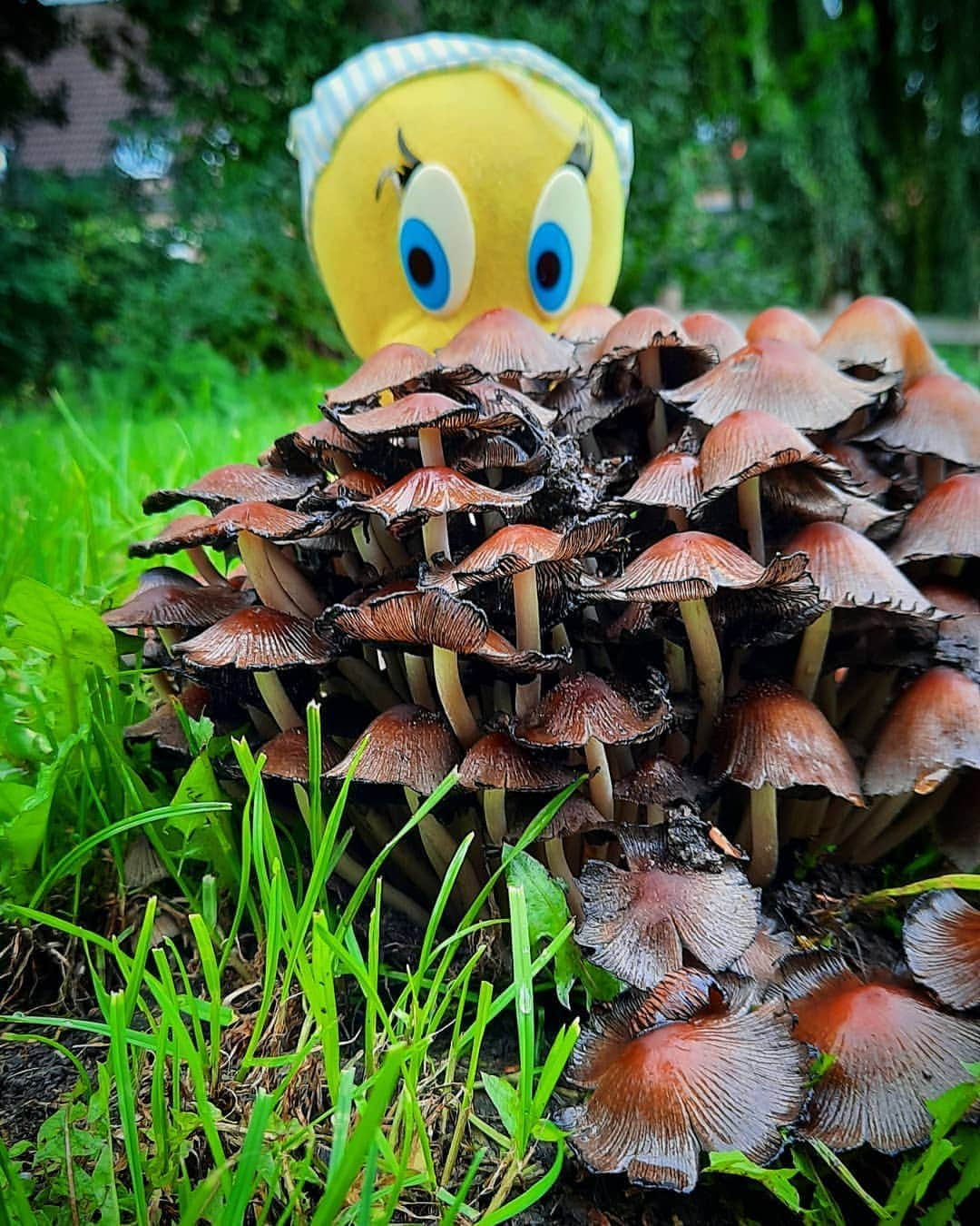 Little Yellow Birdさんのインスタグラム写真 - (Little Yellow BirdInstagram)「Monday....mushroom monday... #littleyellowbird #tweety #tweetykweelapis #adventures #yellow #bird #monday #mondayssuck #mondayblues #hidingfrommonday #mushrooms #paddestoelen #autumn #fall #herfst #stuffedanimalsofinstagram #plushiesofinstagram」10月5日 22時04分 - tweetykweelapis