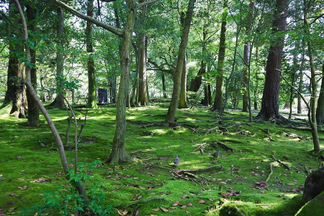 DJ YURiAさんのインスタグラム写真 - (DJ YURiAInstagram)「🌳🌳🌳  I went to Kenrokuen in Kanazawa city,Ishikawa prefecture.﻿ Kenrokuen is one of the three greatest gardens in Japan.﻿ ﻿ ﻿ 石川県金沢市にある兼六園へ。﻿ 兼六園は日本三代名園の一つです🌳﻿ ﻿」10月5日 21時58分 - djyuria