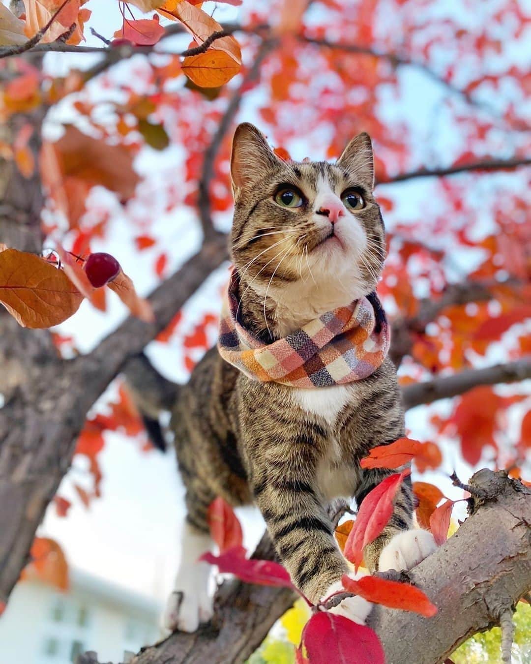 Aww Clubさんのインスタグラム写真 - (Aww ClubInstagram)「Mum said this tree has bark, so I thought I would add a little meow ⠀ ⠀ 📷@gato.thecato⠀ ⠀ #meowed #gatothecato #adventurecat #🍁 #autumn #climber #travfurler #autumnleaves #mystical」10月5日 22時01分 - meowed