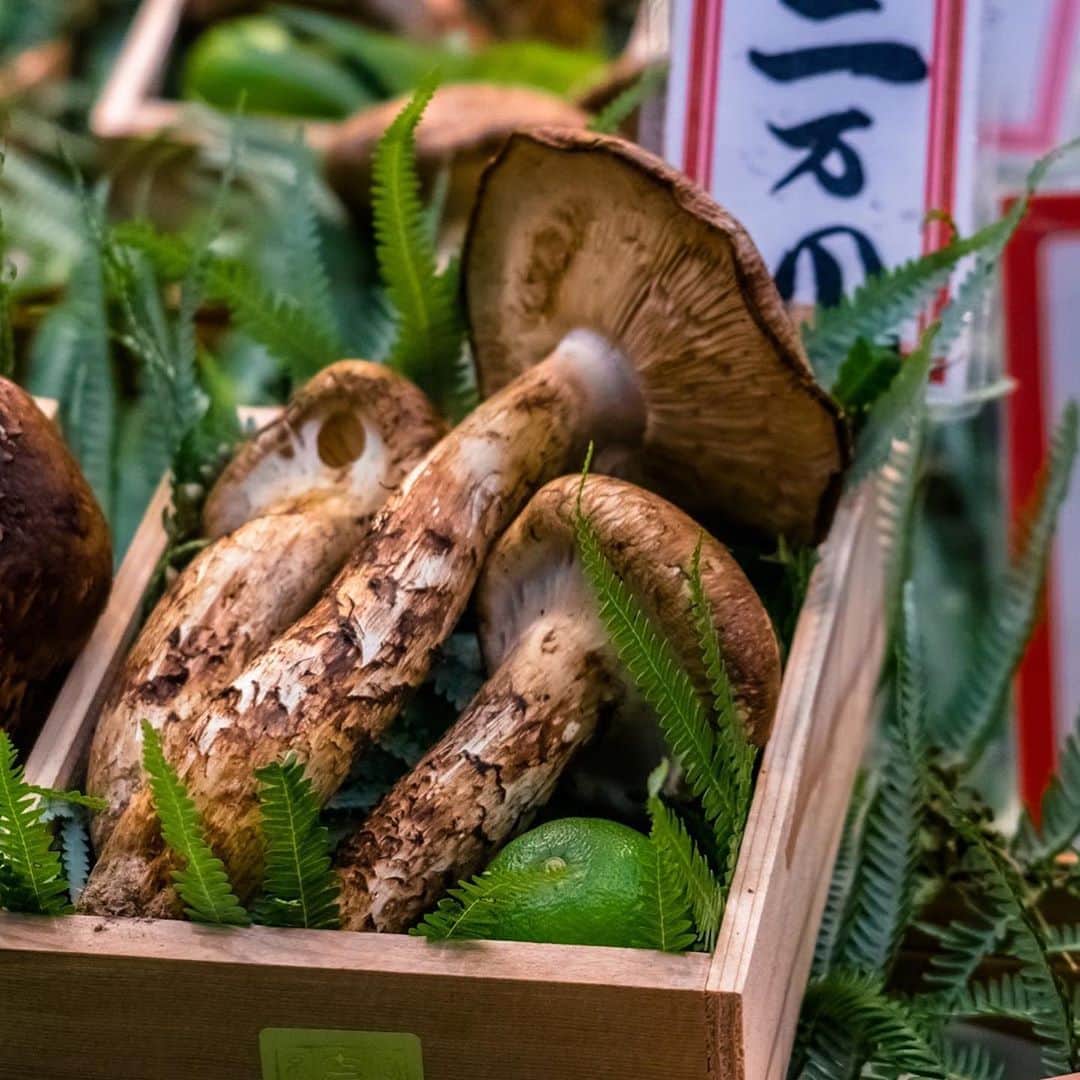 All Nippon Airwaysさんのインスタグラム写真 - (All Nippon AirwaysInstagram)「Feast your eyes on our favorite fall treat — the #Matsutake mushroom. 🍄 Would you like to try them steamed with rice, in an egg custard, or in a warm bowl of soup? #DreamingOfJapan」10月5日 22時08分 - allnipponairways