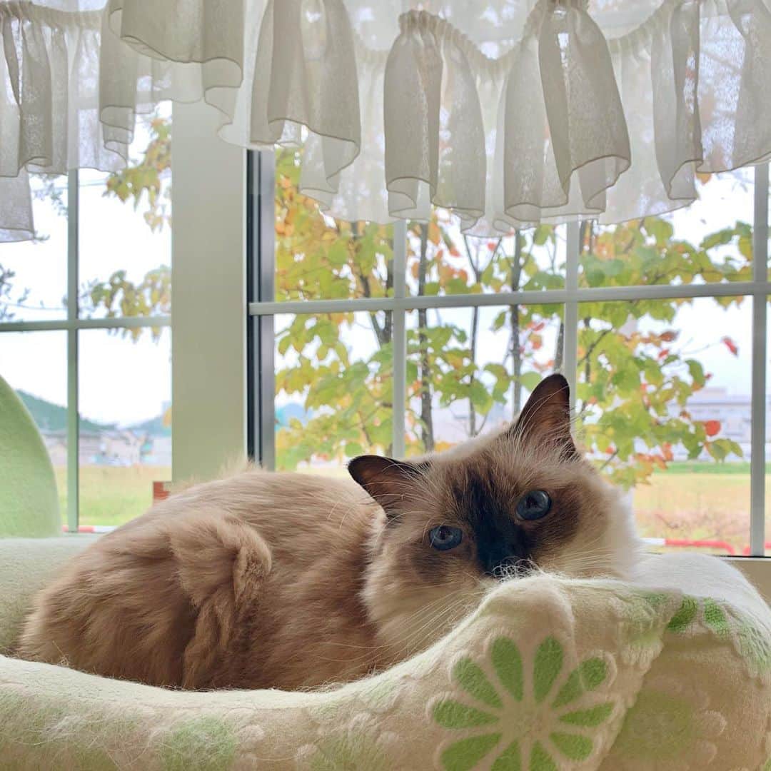 takegaeruのインスタグラム：「また此処からの眺めが秋っぽくなって来たね🍁😸 #cat #猫 #ragdoll #ラグドール #ホワイトポッチーズ」