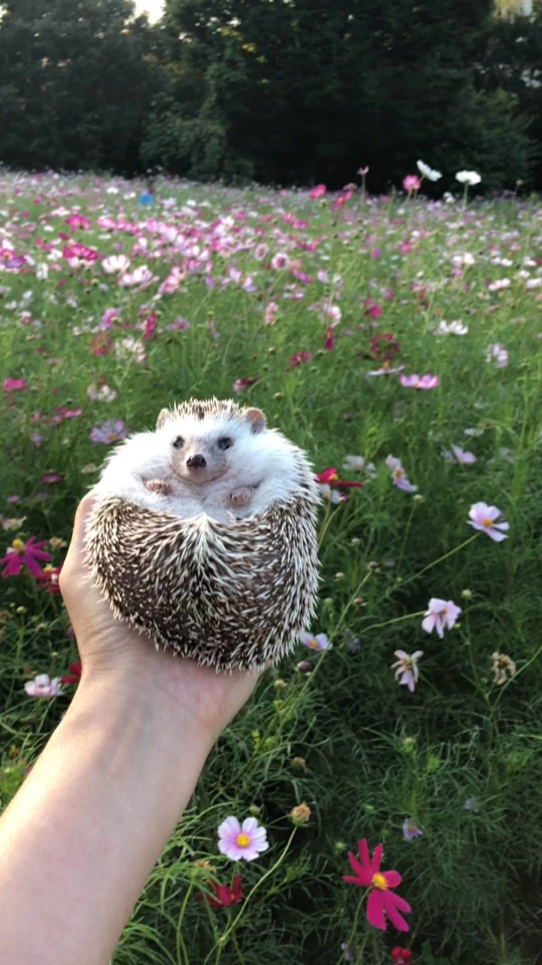 あずきのインスタグラム