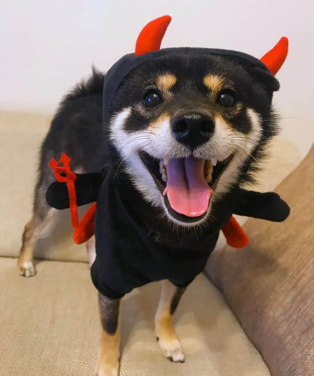 まめ丸のインスタグラム：「* * イタズラだいすきアクマくん😈 次はなんのイタズラしようかなー🐶💓 #まめ丸ハロウィン * Halloween costume🐶💓🎃😈 * #イタズラしちゃうぞ😈💓 #まめ丸デビル #まめスマイル ☺︎ * #柴犬#豆柴#柴#黒柴#犬#いぬのきもち#shiba#shibainu#shibastagram#shibadog#ig_dogphoto#puppy#puppydog#instadog#dogstagram#dog#petstagram#pet#dailyfluff#강아지지#멍스타그램#halloween#halloweencostume#ハロウィン#スリコ#3coins」