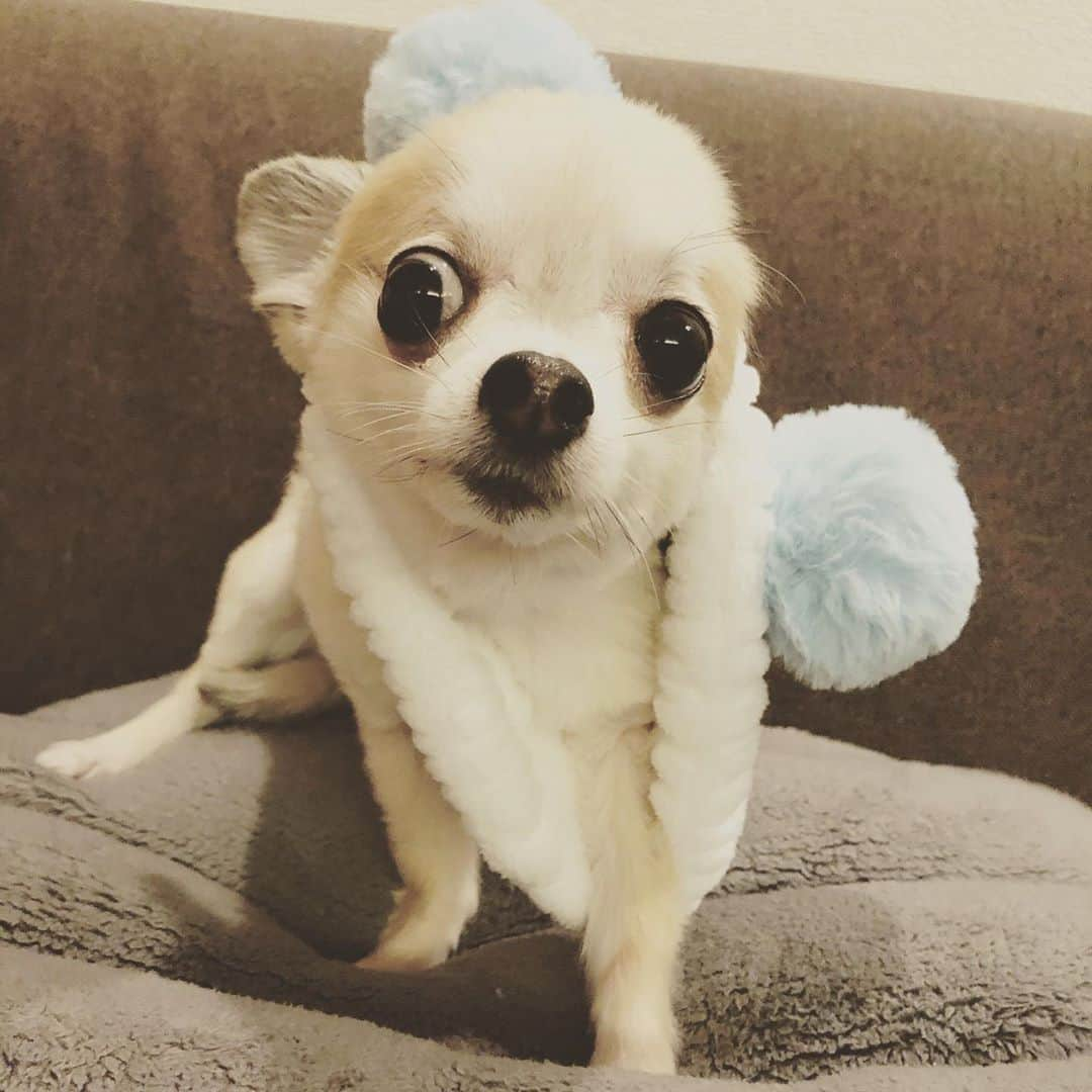 橋本塁さんのインスタグラム写真 - (橋本塁Instagram)「ああーーーーー！ 可愛い！  #ポルカ　#犬　# チワワ　#chihuahua #dog #」10月5日 22時25分 - ruihashimoto