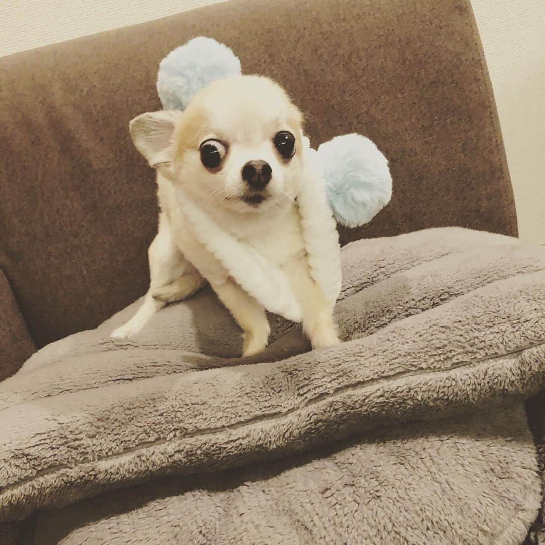 橋本塁さんのインスタグラム写真 - (橋本塁Instagram)「ああーーーーー！ 可愛い！  #ポルカ　#犬　# チワワ　#chihuahua #dog #」10月5日 22時25分 - ruihashimoto