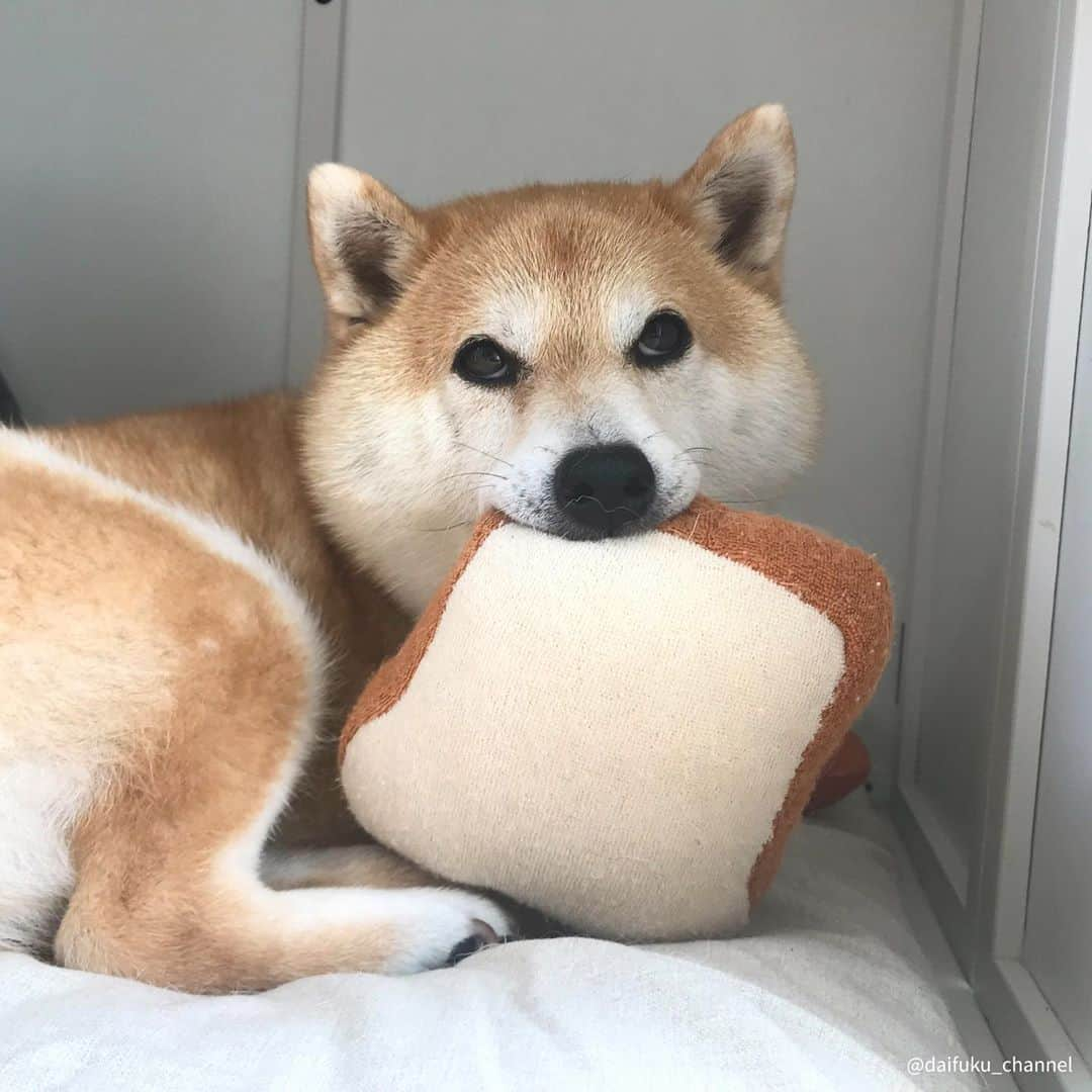 だいふくさんのインスタグラム写真 - (だいふくInstagram)「パンパパン♪ そういえば、今年もあと3カ月だけど あわてなーいあわてなーい🐶❤️ see you tomorrow⭐️」10月5日 22時49分 - daifuku_channel