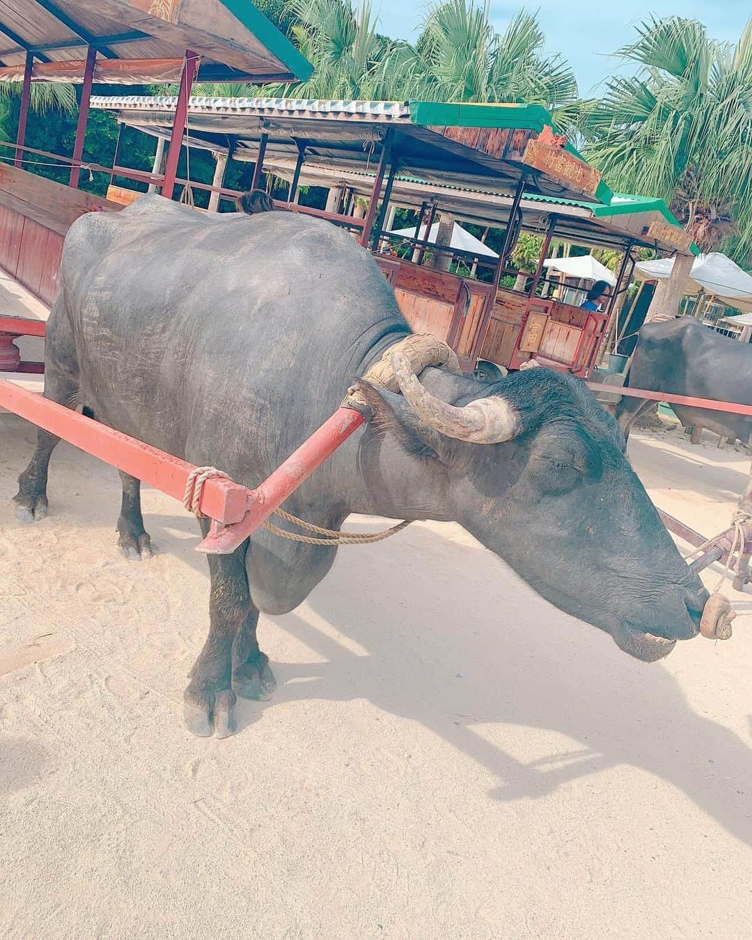 青木美香さんのインスタグラム写真 - (青木美香Instagram)「竹富島の水牛車🐃  牛さんは賢くてすごかった✨  #竹富島#水牛車#牛さんポーズ」10月5日 22時55分 - aokimikaa