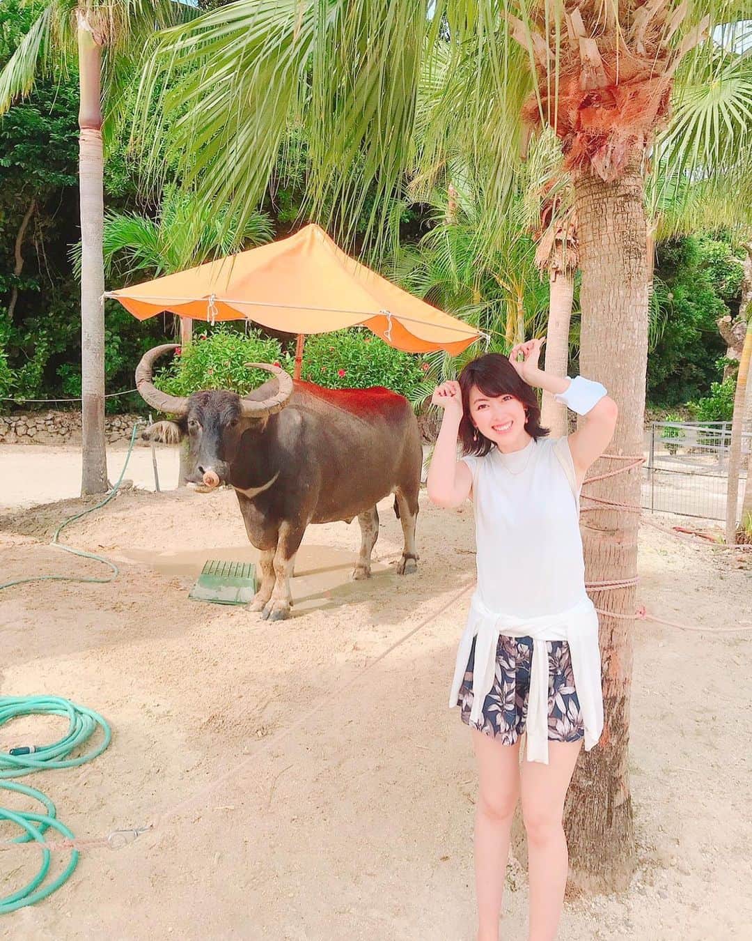 青木美香のインスタグラム：「竹富島の水牛車🐃  牛さんは賢くてすごかった✨  #竹富島#水牛車#牛さんポーズ」