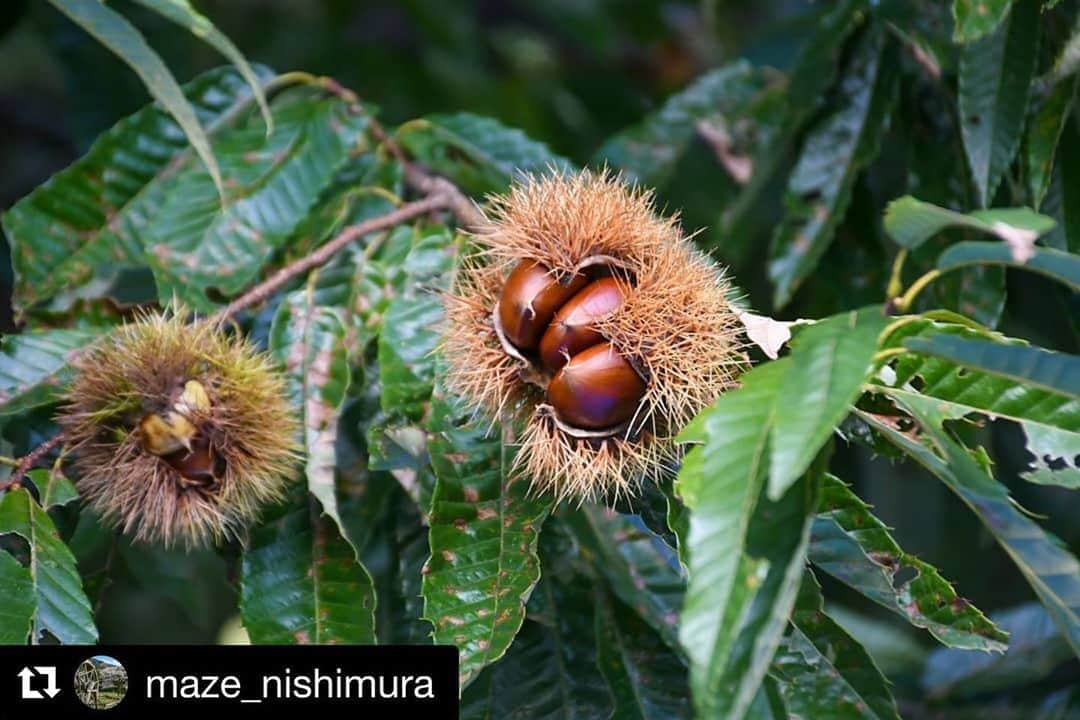 Gero City【下呂市公式アカウント】さんのインスタグラム写真 - (Gero City【下呂市公式アカウント】Instagram)「#Repost @maze_nishimura with @get_repost ・・・ 近所の栗がいい感じ🌰  location:岐阜県下呂市馬瀬  #栗#栗の木#馬瀬西村#岐阜県#下呂#馬瀬#馬瀬川#日本で最も美しい村#日本で最も美しい村連合#里山#里山ミュージアム#田舎の景色#田舎#田舎暮らし #gerostagram#下呂アンバサダー#岐阜県インスタ部#gifuphoto#gifuebooks#gogifu #bestphoto_japan#visit_tokai#visitjapanjp#instagramjapan#Japan#Nikon#light_nikon」10月5日 23時26分 - gerostagram