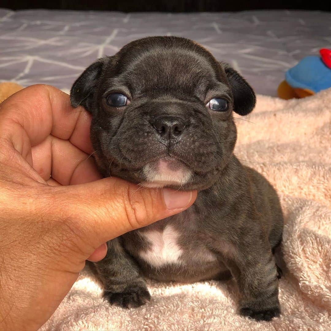 Regeneratti&Oliveira Kennelのインスタグラム：「Cutest little thing ❤️❤️❤️ #cutepuppy #frenchie #frenchies1 #socute #bulldog #puppyeyes #puppy」