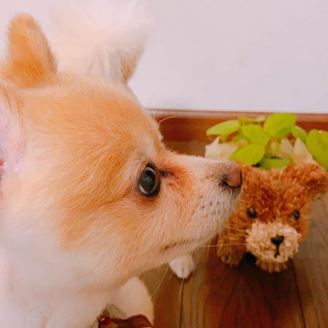 小寺真理さんのインスタグラム写真 - (小寺真理Instagram)「犬と犬ポトス」10月5日 23時36分 - koteramaricorin