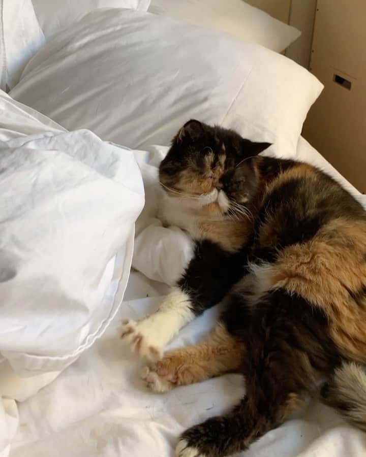 Pudgeのインスタグラム：「Monday morning: 9:45am  #pudgethecat #coffeeplease #mondays #lazycat #catsofinstagram」