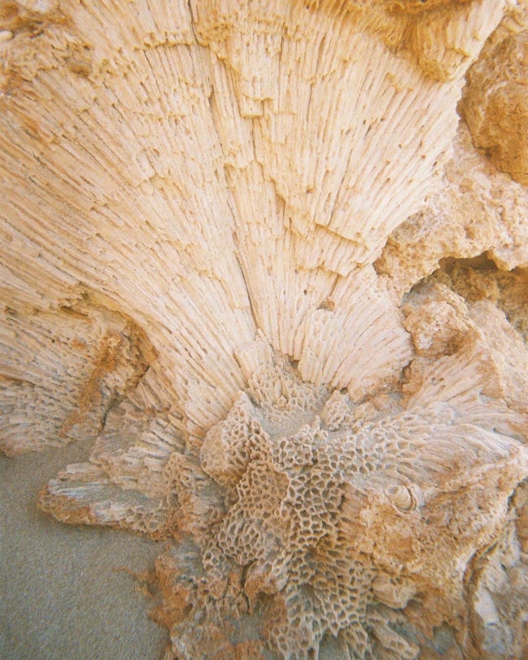 フェリシティー・パルマティアーさんのインスタグラム写真 - (フェリシティー・パルマティアーInstagram)「Favourite piece of fossilised coral and forever art inspiration 💥 @flickpalmateer.art」9月12日 7時19分 - flickpalmateer