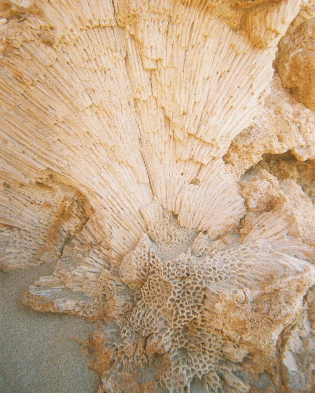 フェリシティー・パルマティアーのインスタグラム：「Favourite piece of fossilised coral and forever art inspiration 💥 @flickpalmateer.art」