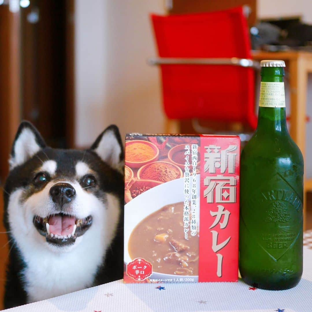 くろさんのインスタグラム写真 - (くろInstagram)「今日は雨って予報なので☔️ 朝カレー🍛に朝ビール🍺なんぞっw このレトルトカレー安旨でオススメ🙆‍♂️ 店舗には行ったことないけど、パッケージには「1968年に新宿で生まれ、京王線を中心に展開しているカレーショップC&C、28種類のスパイスを贅沢に使った本格派カレーが熱烈なご支持をいただいております。このお店の味を、そのままお届けいたします。ぜひ、C&Cカレーをご家庭でもお楽しみください。」と書かれてます💁🏻 #新宿カレー #新宿カレーポーク辛口 #レトルトカレー #ポーク辛口 #curryshopcandc #カレーショップCアンドC #京王レストラングループ #スパイスカレー #朝カレー #朝からカレー #朝ビール #朝からビール #朝ビ #ハートランド #ハートランドビール #heartland #heartlandbeer #麒麟麦酒 #柴犬 #黒柴 #スマイル豆 #スマイル犬 #モデル犬 #オファーお待ちしております」9月12日 7時34分 - m6bmw