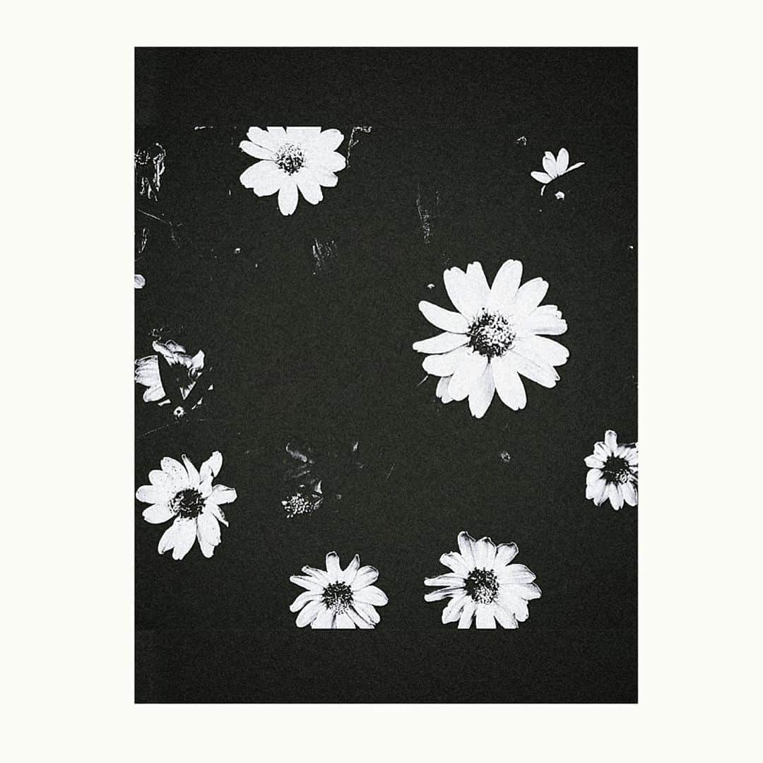 綾野ましろさんのインスタグラム写真 - (綾野ましろInstagram)「❃❃❃  この形の花ってモノクロがよく似合う☺︎  ❃❃❃  #flower #ものくろ写真」9月12日 7時39分 - ayanomashiro_official