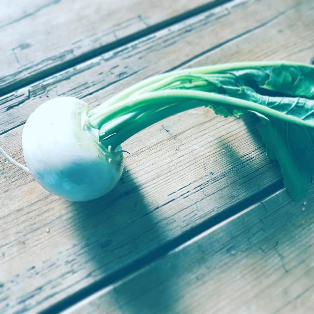 中野敬久さんのインスタグラム写真 - (中野敬久Instagram)「#kabu #vegetables #white #green #hope #うんとこしょどっこいしょ」9月12日 7時46分 - hirohisanakano