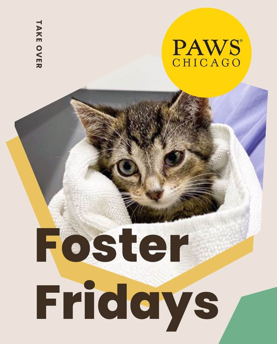 Cats of Instagramさんのインスタグラム写真 - (Cats of InstagramInstagram)「Today is #FosterFridays with @pawschicago! Climb on over to our stories to hear what they’re up to right now. ⁣ •••⁣ Every Friday, one of our favorite organizations takes over our Instagram stories! Please visit + follow their social to learn more.」9月12日 8時00分 - cats_of_instagram