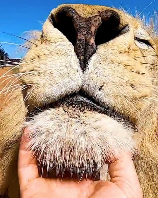 Kevin Richardson LionWhisperer のインスタグラム