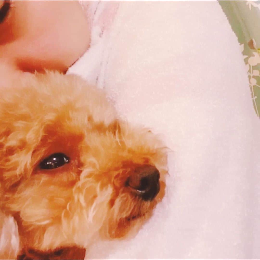 阿部真央のインスタグラム：「ラジオ聴いて下さった皆さんありがとうございました☺️  皆どんな1日だったかな？ 私は寝る時に息子に愛犬の寿命の説明をしていて 順当に行けばチコは私達よりも先に天国に旅立ってしまうのだなと思って、 息子に隠れてメソメソしました。  だから一緒に居られるうちに愛し抜きたいと思った！皆にも同じ思いです  少し重いことを言いますが。  みんなのことは、私が好きで居ます。 私が死ぬまで。 いや、死んでも？🤔 とにかくずっと！ 本当です。  今日はこういう気持ちを書きたい気分です！  同じ時代に生まれてくれてありがとう！  おやすみ♡  まお」