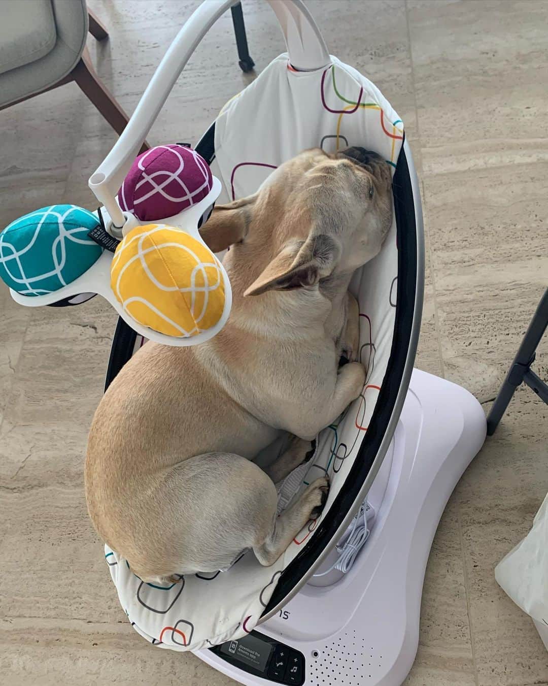 ステファニー・ブリットのインスタグラム：「A cadeirinha do Enrico foi testada e aprovada pelo irmão e ganhou o selo qualidade Montalcino!🤣🥰 Já pode vir Enrico... 😜 (Esperando os comentários dos juízes q fazem plantão aqui no Instagram...) 🙄」