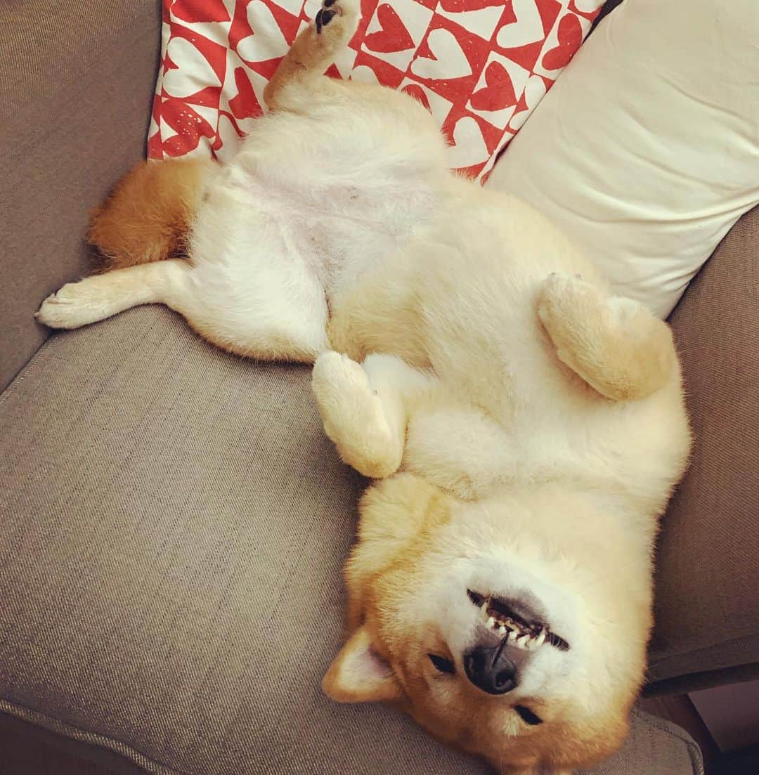 Coffeeのインスタグラム：「Night night 😴💤」