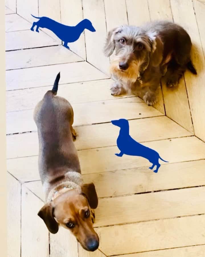 のインスタグラム：「Jules and Jim keeping up our spirit while getting ready for next week SS21 shooting  The show must go on #mimiliberté #michelklein #SS21 #fashion #daschund」