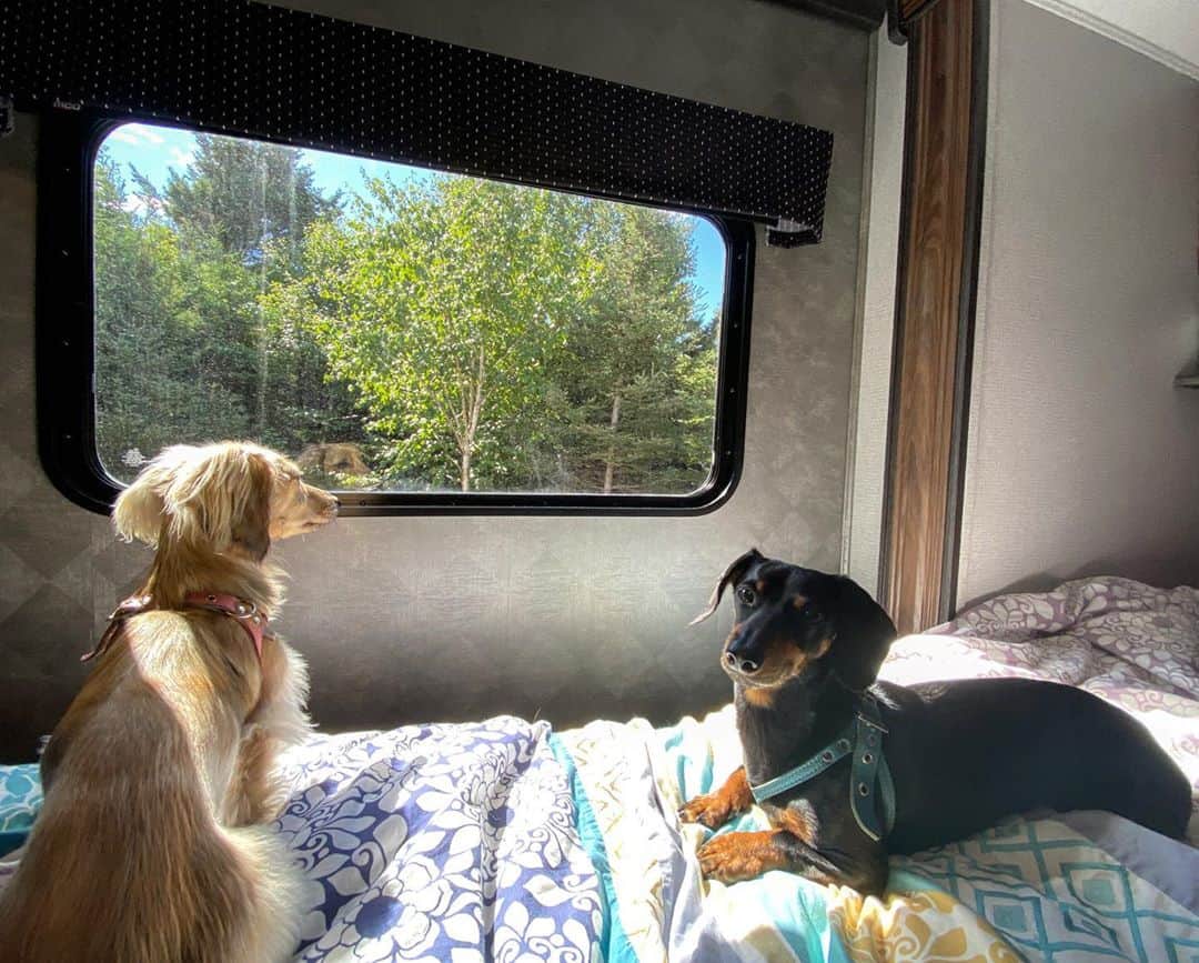 Crusoe the Celebrity Dachshundのインスタグラム：「“Had a nice relaxing RV getaway but now time to put this thing on the road back home!” ~ Crusoe」
