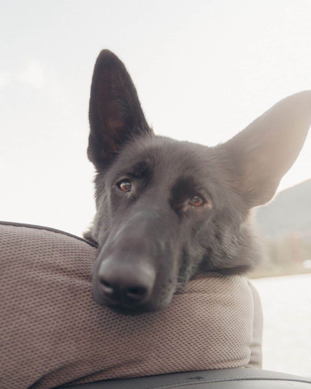 ジェイミー・アンダーソンのインスタグラム：「Lunatoba 🤍   Blessed to have this precious rescue dog in our life! She is full of love and light! She was left 25 miles from the nearest town in northern Manitoba, Luna is a survivor! Whoever left her had no intentions of her finding a family to thrive with. I’m so thankful we were able to bring her in, thanks to  @rob_johnny , @bushywayne & @dexknowsbestdogfood she is the best and has filled my life with the purest joy!   If your looking into getting a dog, please look into adoption/rescue dogs, there are so many amazing animals abandoned, that would love to be apart of your family!   Much love, and happy September !   📸 @tyler_ravelle」