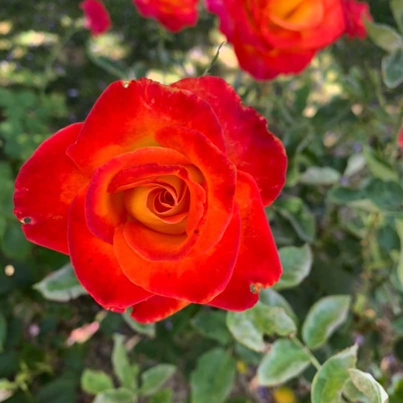 ブライス・ジョンソンのインスタグラム：「Just wanted to say thanks for all the follows and all of your comments, I read and acknowledge every single one of them!」