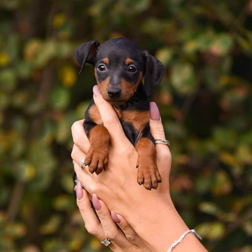 Puppy For Sale.のインスタグラム