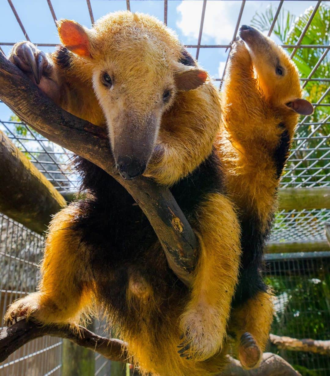 Zoological Wildlife Foundationさんのインスタグラム写真 - (Zoological Wildlife FoundationInstagram)「These guys are too cute, but check out those gnarly nails! Tag someone who’s nails look like this during quarantine🙈💅 #tamandua #manicure」9月12日 3時04分 - zwfmiami