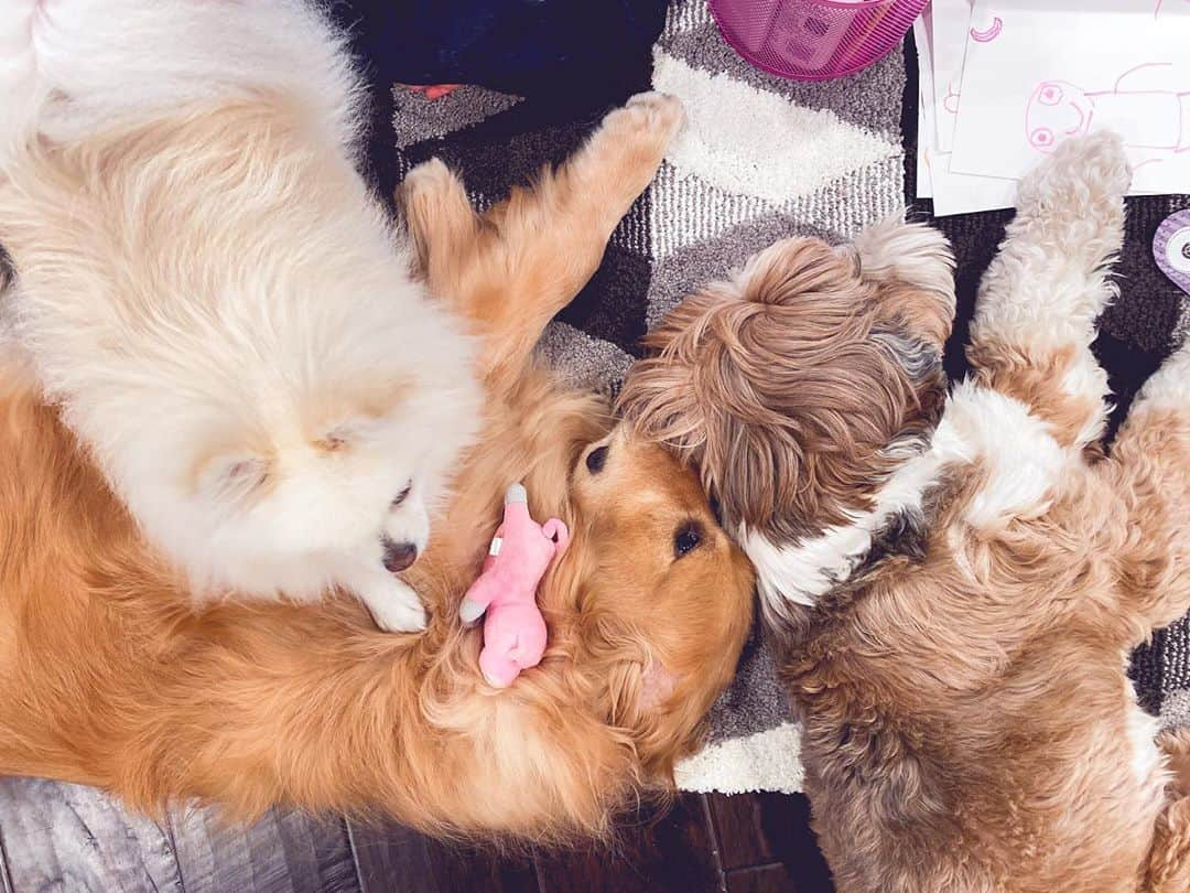 Buddy Boo Blueさんのインスタグラム写真 - (Buddy Boo BlueInstagram)「Bluebeary really just can’t get a break. #nopersonalspace」9月12日 3時25分 - buddyboowaggytails