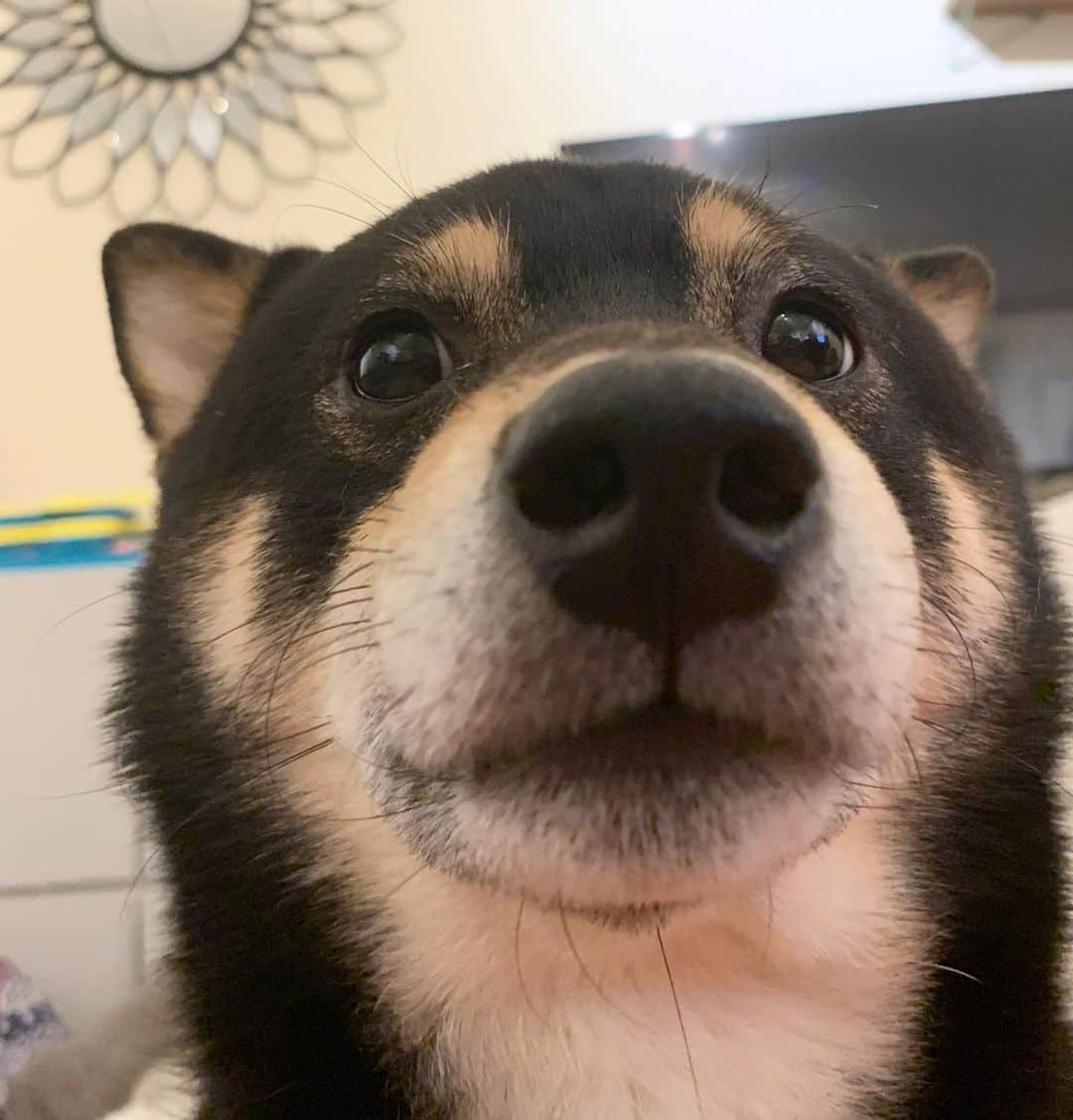 ?Fricko the Shiba Inu?のインスタグラム：「Hehe, selfie time again.😜  🐾 🐾 🐾 #Keaton #🐶 #☀️ #shiba #shibainu #dog #柴犬 #黒柴  #adorable #shibaholics  #dogoftheday  #weeklyfluff #aww #dogstagram  #blackshiba #puppiesofinstagram #shibalove #shibastagram #shibadog #shibasofinstagram #doglovers」