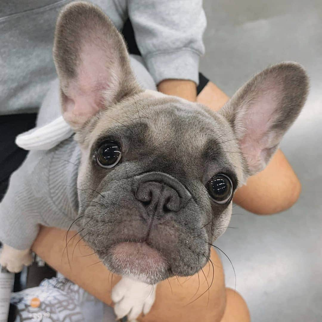 French Bulldogさんのインスタグラム写真 - (French BulldogInstagram)「Those eyes 😍 @nala_frenchie_tails . . . . . #フレンチブルドッグ #フレンチブルドッグパイド #フレンチブルドッグブリンドル #多頭飼い #犬服 #犬服ハンドメイド #どんぐり帽子 #ベアーボア帽 #frenchbulldog #french_bulldogs #frenchie #frenchies #frenchies1 #frenchbulldoglife #frenchbulldoglove #frenchiesofinstagram #frenchie_photos #frenchielove #frenchielovers #frenchiemagazine #ブヒブヒ倶楽部公式」9月12日 4時29分 - frenchie.world