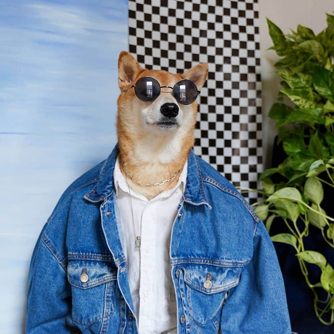 Menswear Dogのインスタグラム：「⚠️ Drip Warning ⚠️  May cause extreme grinning  Swipe at your own risk 💦👉」
