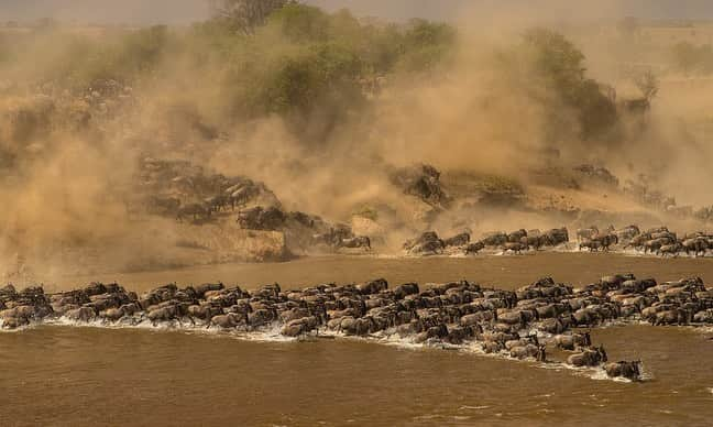 Tim Lamanさんのインスタグラム写真 - (Tim LamanInstagram)「Photos by @TimLaman.  I’m more of a rainforest guy, but I’ve been lucky enough in my career to be able to make a number of trips to the East African savannas as well, where the wildlife is iconic, and the potential for dramatic scenic and wildlife photography is outstanding.  Here are a few favorite images from my gallery, all from Tanzania:  1) The Mara River Crossing.  2) Iconic Africa – elephants on the plains.  3) Elephants in Tarangire.  4) Mom and baby elephant.   These images and more are available as prints and available in my “East Africa” gallery of my online store at link in bio or at www.timlamanfineart.com.  On sale through Sep 13.  #Africa #Elephant #MaraRiver #Wildebeest #FineArt」9月12日 5時27分 - timlaman