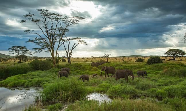 Tim Lamanさんのインスタグラム写真 - (Tim LamanInstagram)「Photos by @TimLaman.  I’m more of a rainforest guy, but I’ve been lucky enough in my career to be able to make a number of trips to the East African savannas as well, where the wildlife is iconic, and the potential for dramatic scenic and wildlife photography is outstanding.  Here are a few favorite images from my gallery, all from Tanzania:  1) The Mara River Crossing.  2) Iconic Africa – elephants on the plains.  3) Elephants in Tarangire.  4) Mom and baby elephant.   These images and more are available as prints and available in my “East Africa” gallery of my online store at link in bio or at www.timlamanfineart.com.  On sale through Sep 13.  #Africa #Elephant #MaraRiver #Wildebeest #FineArt」9月12日 5時27分 - timlaman