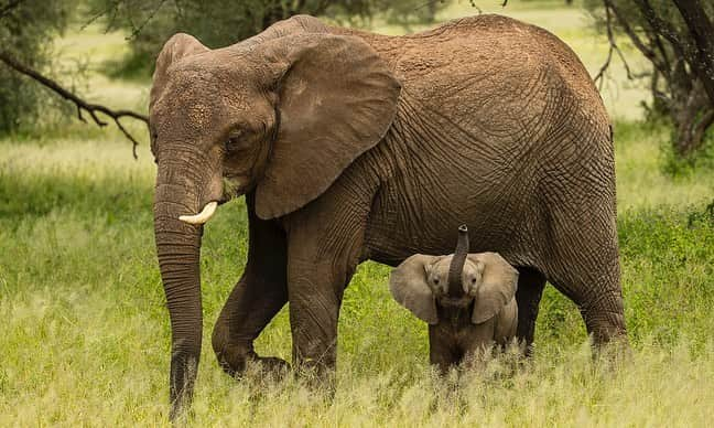 Tim Lamanさんのインスタグラム写真 - (Tim LamanInstagram)「Photos by @TimLaman.  I’m more of a rainforest guy, but I’ve been lucky enough in my career to be able to make a number of trips to the East African savannas as well, where the wildlife is iconic, and the potential for dramatic scenic and wildlife photography is outstanding.  Here are a few favorite images from my gallery, all from Tanzania:  1) The Mara River Crossing.  2) Iconic Africa – elephants on the plains.  3) Elephants in Tarangire.  4) Mom and baby elephant.   These images and more are available as prints and available in my “East Africa” gallery of my online store at link in bio or at www.timlamanfineart.com.  On sale through Sep 13.  #Africa #Elephant #MaraRiver #Wildebeest #FineArt」9月12日 5時27分 - timlaman