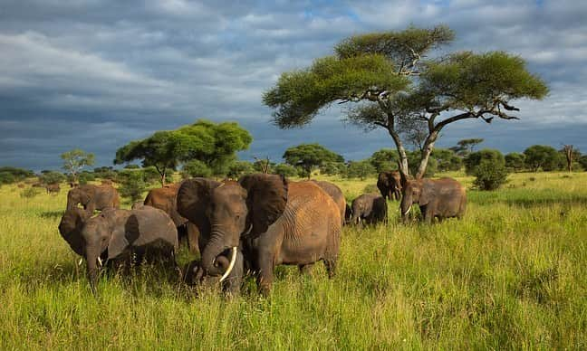 Tim Lamanさんのインスタグラム写真 - (Tim LamanInstagram)「Photos by @TimLaman.  I’m more of a rainforest guy, but I’ve been lucky enough in my career to be able to make a number of trips to the East African savannas as well, where the wildlife is iconic, and the potential for dramatic scenic and wildlife photography is outstanding.  Here are a few favorite images from my gallery, all from Tanzania:  1) The Mara River Crossing.  2) Iconic Africa – elephants on the plains.  3) Elephants in Tarangire.  4) Mom and baby elephant.   These images and more are available as prints and available in my “East Africa” gallery of my online store at link in bio or at www.timlamanfineart.com.  On sale through Sep 13.  #Africa #Elephant #MaraRiver #Wildebeest #FineArt」9月12日 5時27分 - timlaman