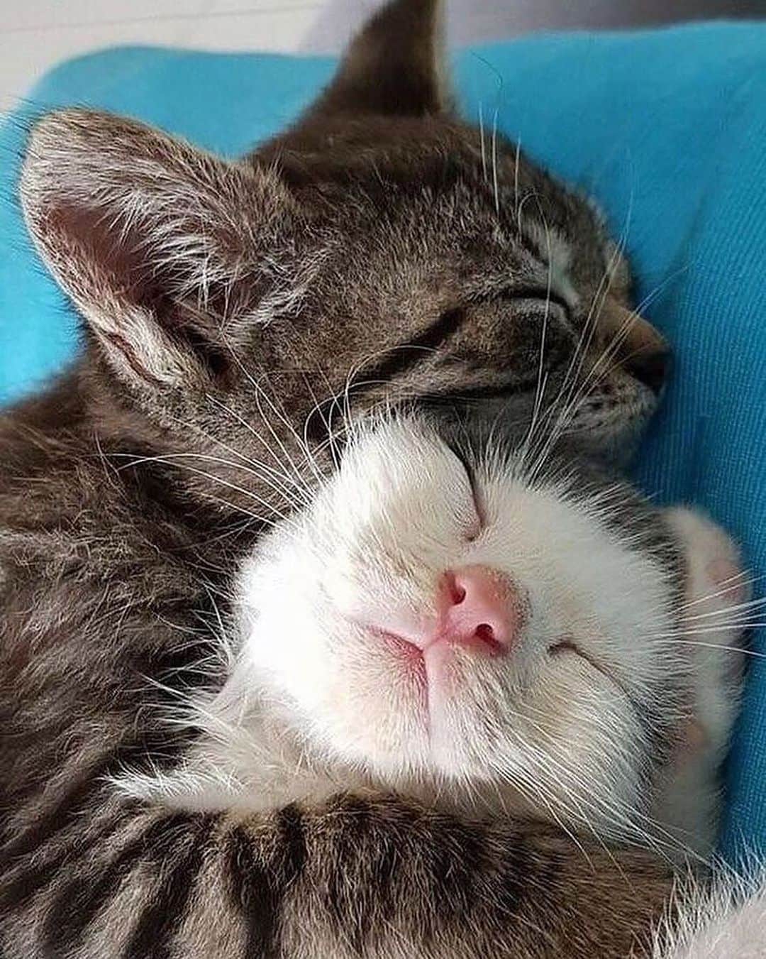 Cute Pets Dogs Catsさんのインスタグラム写真 - (Cute Pets Dogs CatsInstagram)「If this isn’t love, I don’t know what is ❤️ 🥰 Notification ON 💙  #kittens_of_world and follow us to be featured 😸 📩 Submit your cat’s photo to our contest email (below BIO) to be featured on our Friday Shoutout Post! ❤️ #kitty #cats #kitten #kittens #kedi #katze #แมว #猫 #ねこ #ネコ #貓 #고양이 #Кот #котэ #котик #кошка #cat #cats #catofinstagram #catoftheday #catlover #catsagram #catlovers #cat_features #catlady #catlife #catlove #catsgram #cutecat」9月12日 5時42分 - dailycatclub